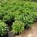 麦秆菊盆栽腊菊成品带花阳台庭院多年生宿根花园植物耐寒