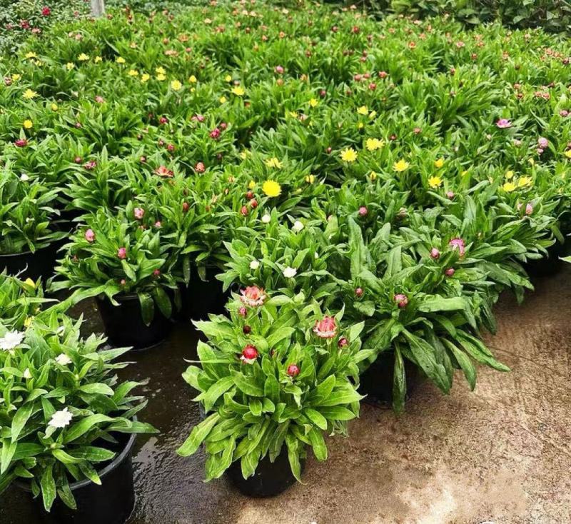 麦秆菊盆栽腊菊成品带花阳台庭院多年生宿根花园植物耐寒