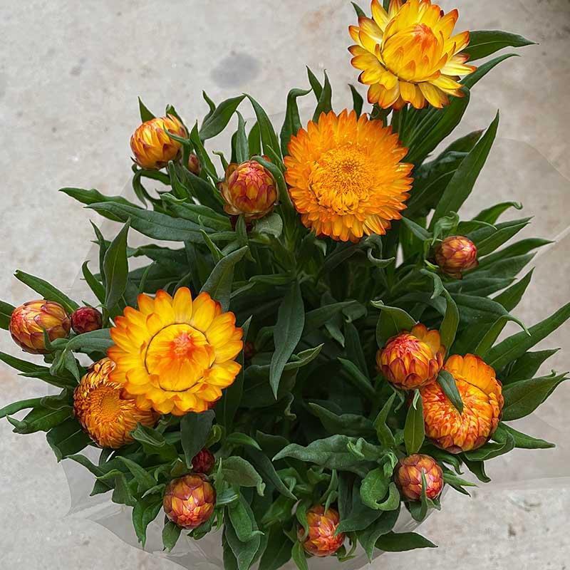 麦秆菊盆栽腊菊成品带花阳台庭院多年生宿根花园植物耐寒