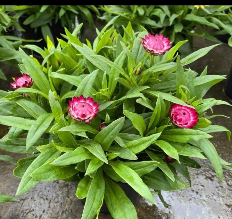 麦秆菊盆栽腊菊成品带花阳台庭院多年生宿根花园植物耐寒