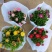 麦秆菊盆栽腊菊成品带花阳台庭院多年生宿根花园植物耐寒