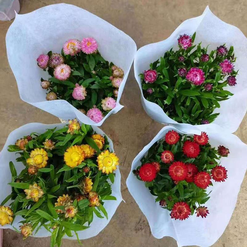 麦秆菊盆栽腊菊成品带花阳台庭院多年生宿根花园植物耐寒