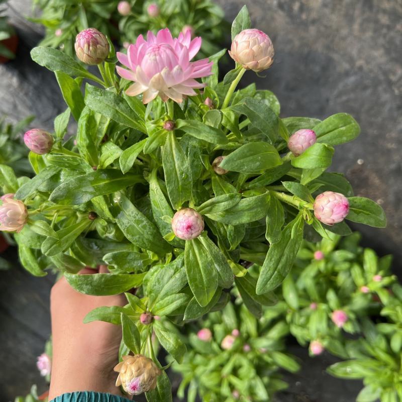 麦秆菊盆栽腊菊成品带花阳台庭院多年生宿根花园植物耐寒