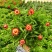麦秆菊盆栽腊菊成品带花阳台庭院多年生宿根花园植物耐寒