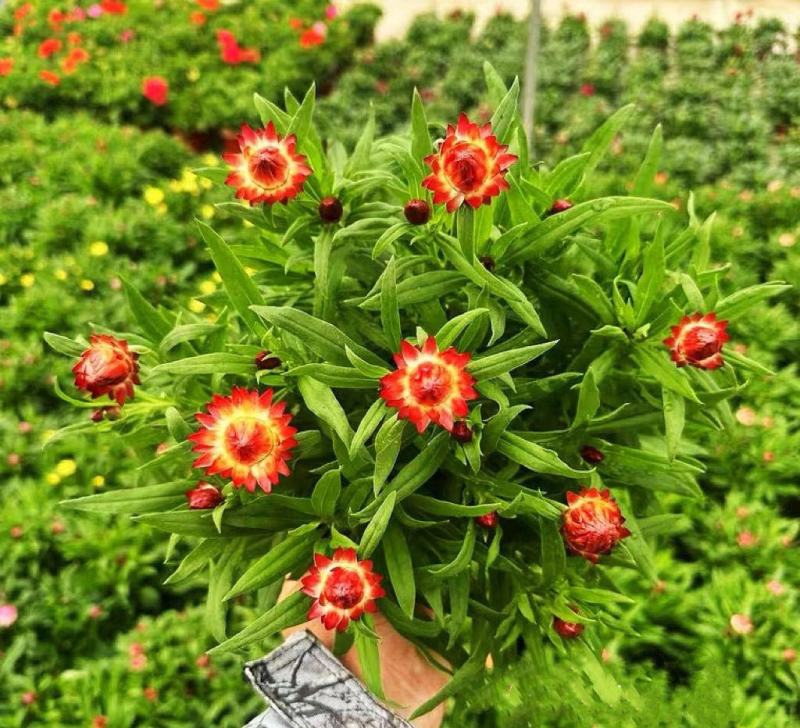 麦秆菊盆栽腊菊成品带花阳台庭院多年生宿根花园植物耐寒