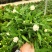 麦秆菊盆栽腊菊成品带花阳台庭院多年生宿根花园植物耐寒