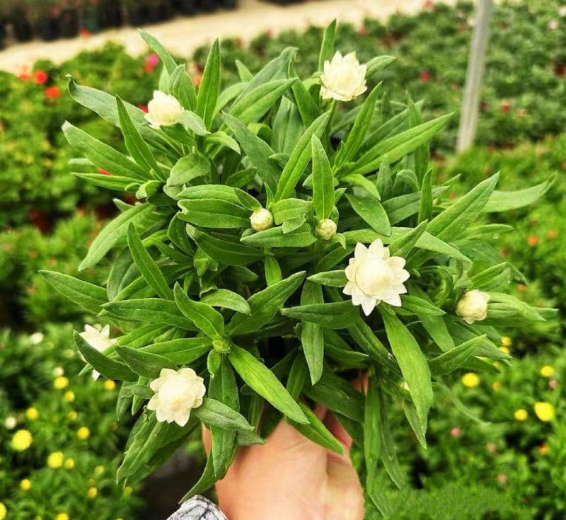 麦秆菊盆栽腊菊成品带花阳台庭院多年生宿根花园植物耐寒