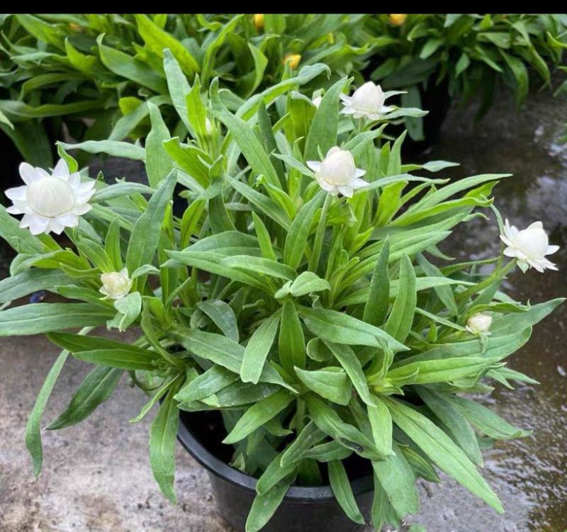 麦秆菊盆栽腊菊成品带花阳台庭院多年生宿根花园植物耐寒