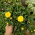 麦秆菊盆栽腊菊成品带花阳台庭院多年生宿根花园植物耐寒