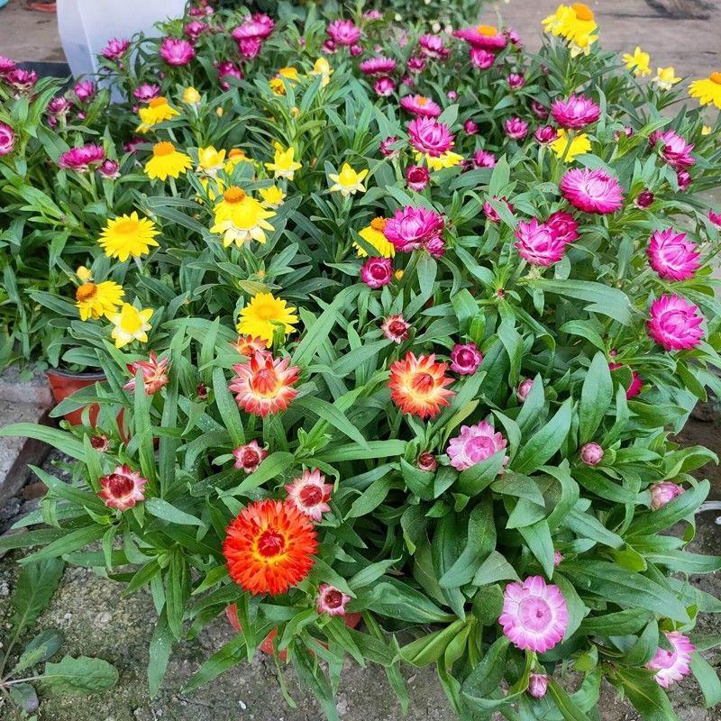 麦秆菊盆栽腊菊成品带花阳台庭院多年生宿根花园植物耐寒