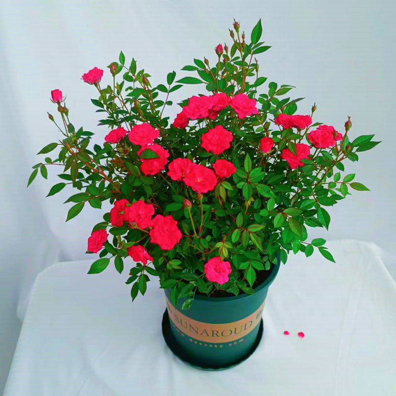 钻石蔷薇玫瑰盆栽花苗带花苞四季开花好养易活庭院阳台客厅