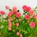 钻石蔷薇玫瑰盆栽花苗带花苞四季开花好养易活庭院阳台客厅
