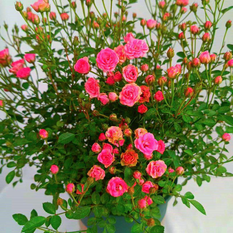 钻石蔷薇玫瑰盆栽花苗带花苞四季开花好养易活庭院阳台客厅
