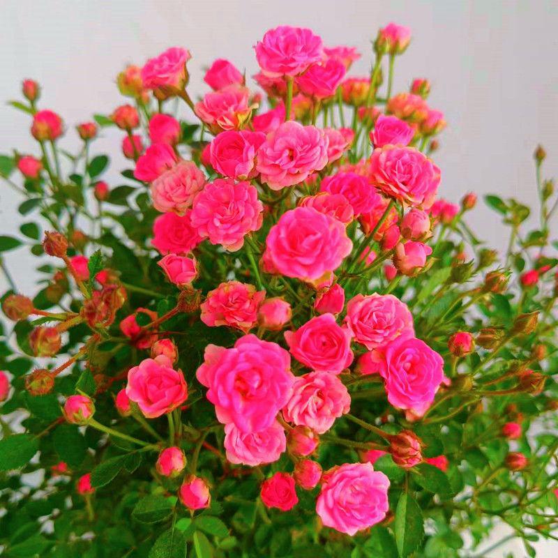 钻石蔷薇玫瑰盆栽花苗带花苞四季开花好养易活庭院阳台客厅