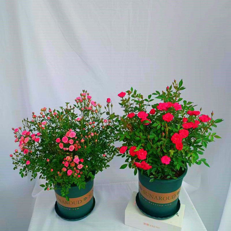 钻石蔷薇玫瑰盆栽花苗带花苞四季开花好养易活庭院阳台客厅