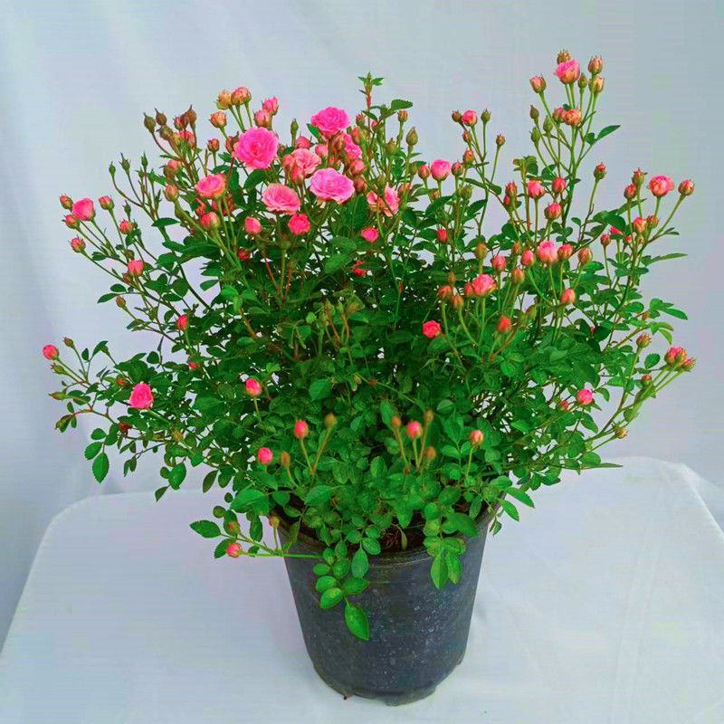 钻石蔷薇玫瑰盆栽花苗带花苞四季开花好养易活庭院阳台客厅