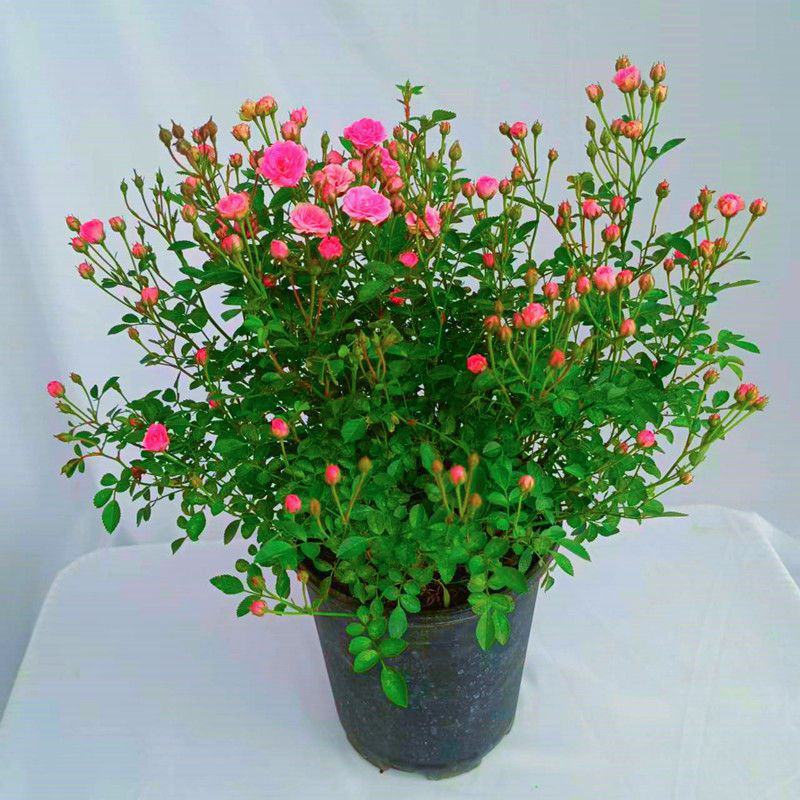 钻石蔷薇玫瑰盆栽花苗带花苞四季开花好养易活庭院阳台客厅