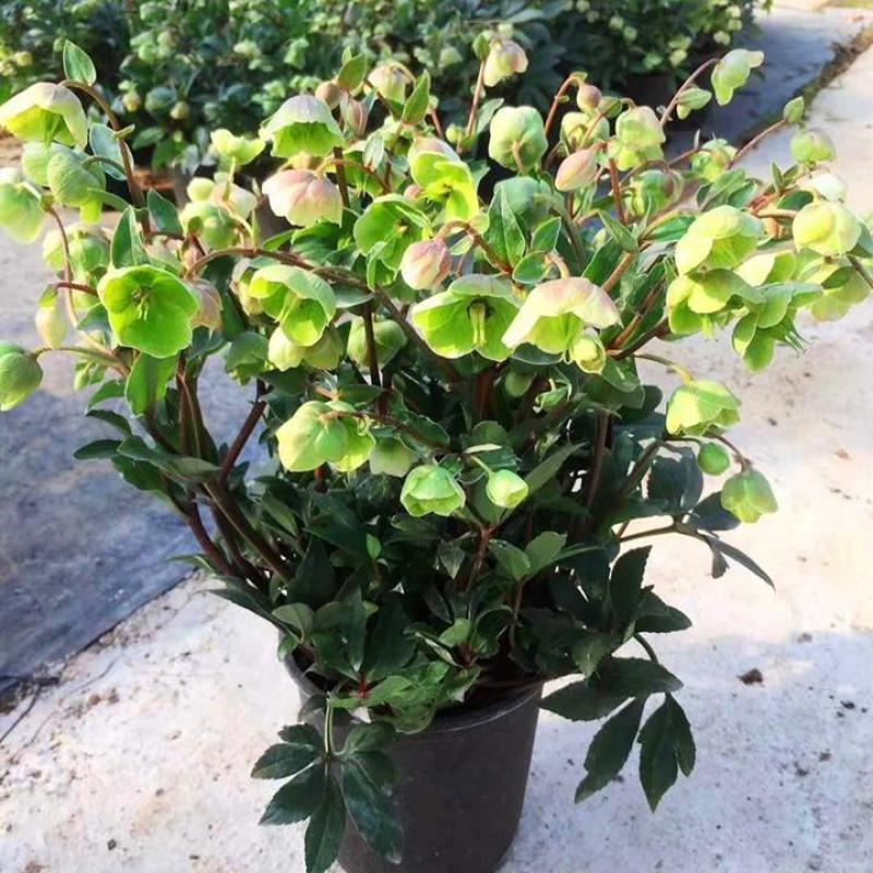 铁筷子盆栽圣诞玫瑰室内阳台庭院花园多年生耐寒稀有年宵花