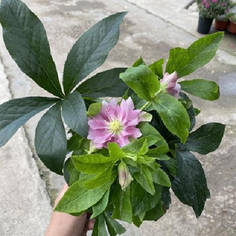 铁筷子盆栽圣诞玫瑰室内阳台庭院花园多年生耐寒稀有年宵花