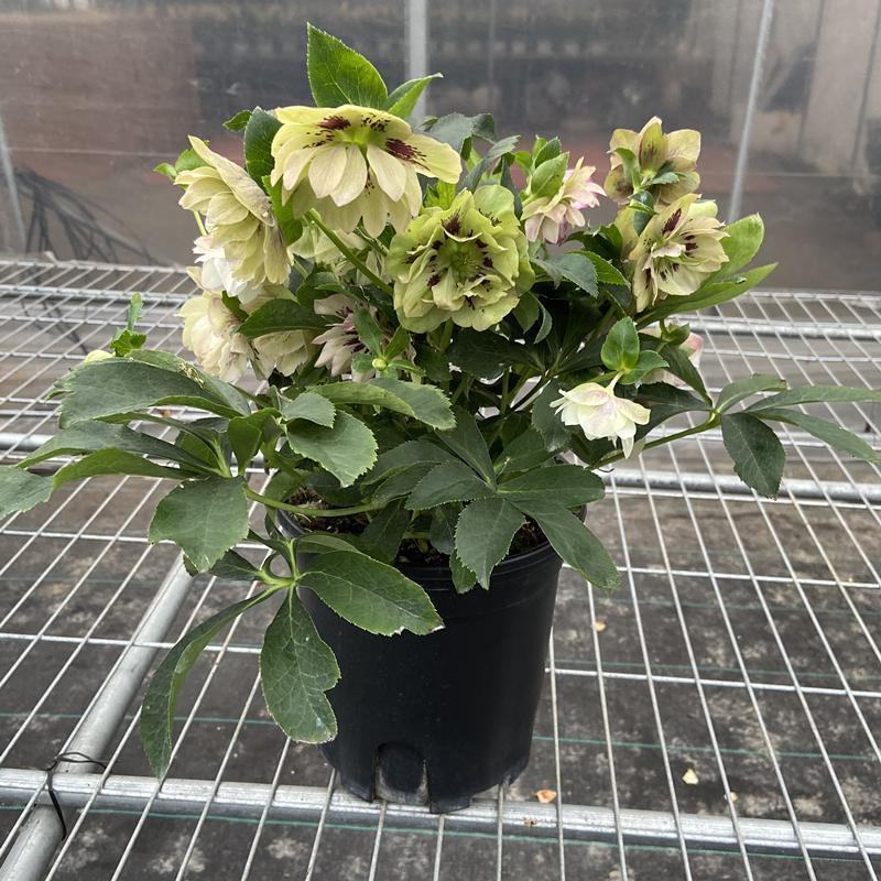 铁筷子盆栽圣诞玫瑰室内阳台庭院花园多年生耐寒稀有年宵花