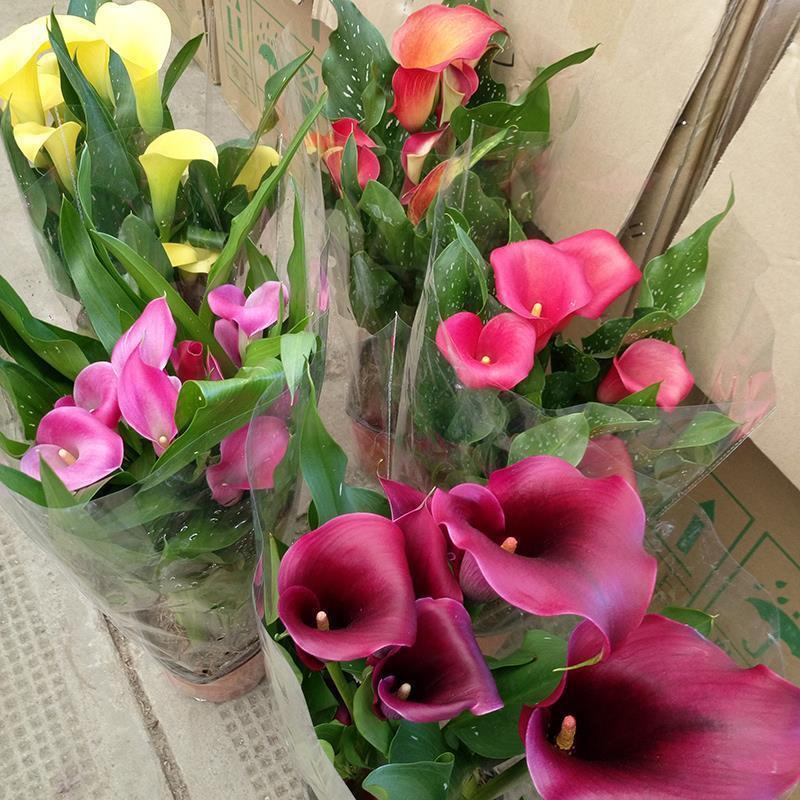 进口彩色马蹄莲盆栽带花和花苞发货四季开花室内阳台好养绿植