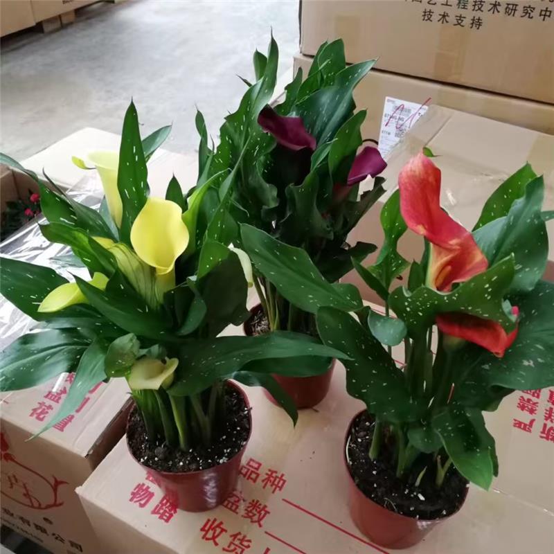 进口彩色马蹄莲盆栽带花和花苞发货四季开花室内阳台好养绿植