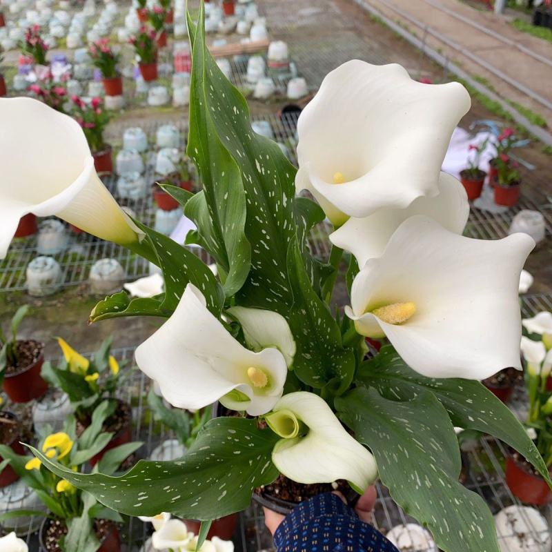 进口彩色马蹄莲盆栽带花和花苞发货四季开花室内阳台好养绿植