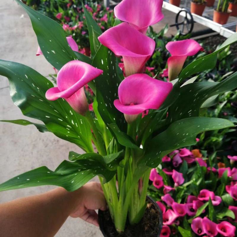 进口彩色马蹄莲盆栽带花和花苞发货四季开花室内阳台好养绿植