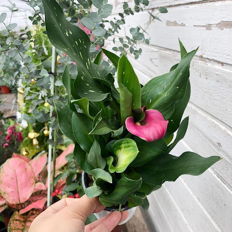 进口彩色马蹄莲盆栽带花和花苞发货四季开花室内阳台好养绿植