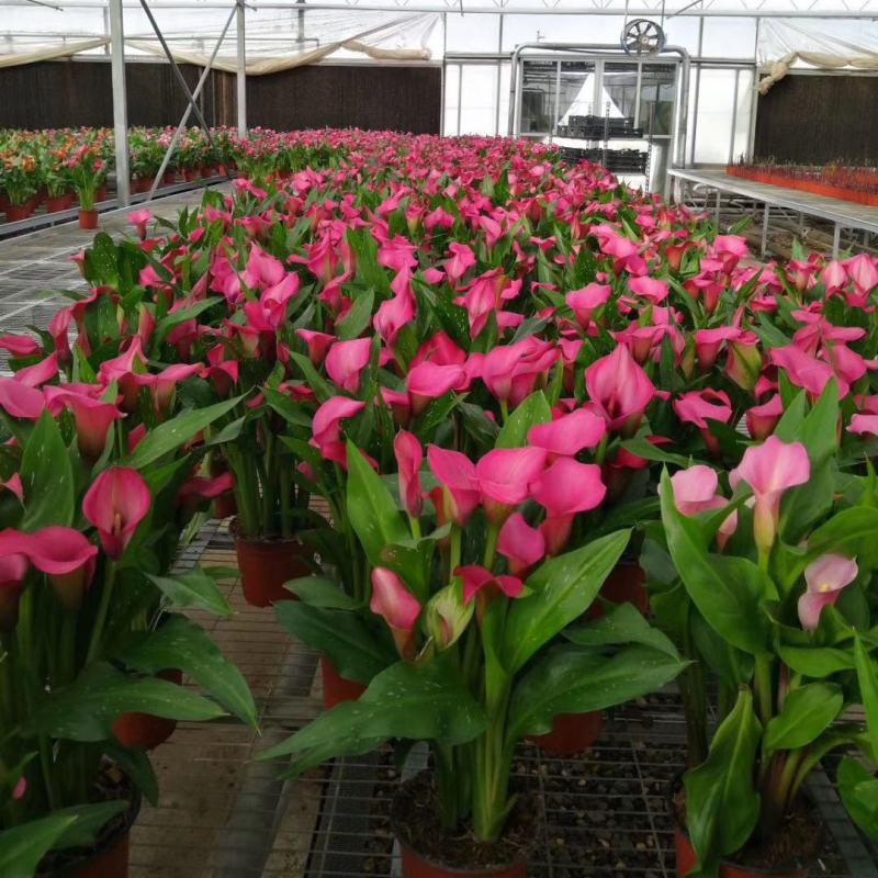 进口彩色马蹄莲盆栽带花和花苞发货四季开花室内阳台好养绿植