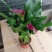 进口彩色马蹄莲盆栽带花和花苞发货四季开花室内阳台好养绿植