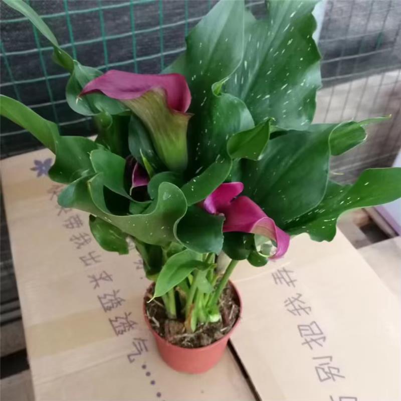 进口彩色马蹄莲盆栽带花和花苞发货四季开花室内阳台好养绿植