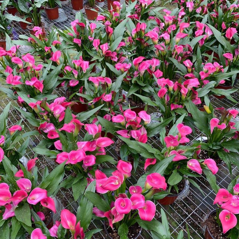 进口彩色马蹄莲盆栽带花和花苞发货四季开花室内阳台好养绿植