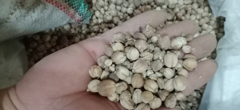 【白豆寇】.产地.中药材批发.质量保证规格齐全.