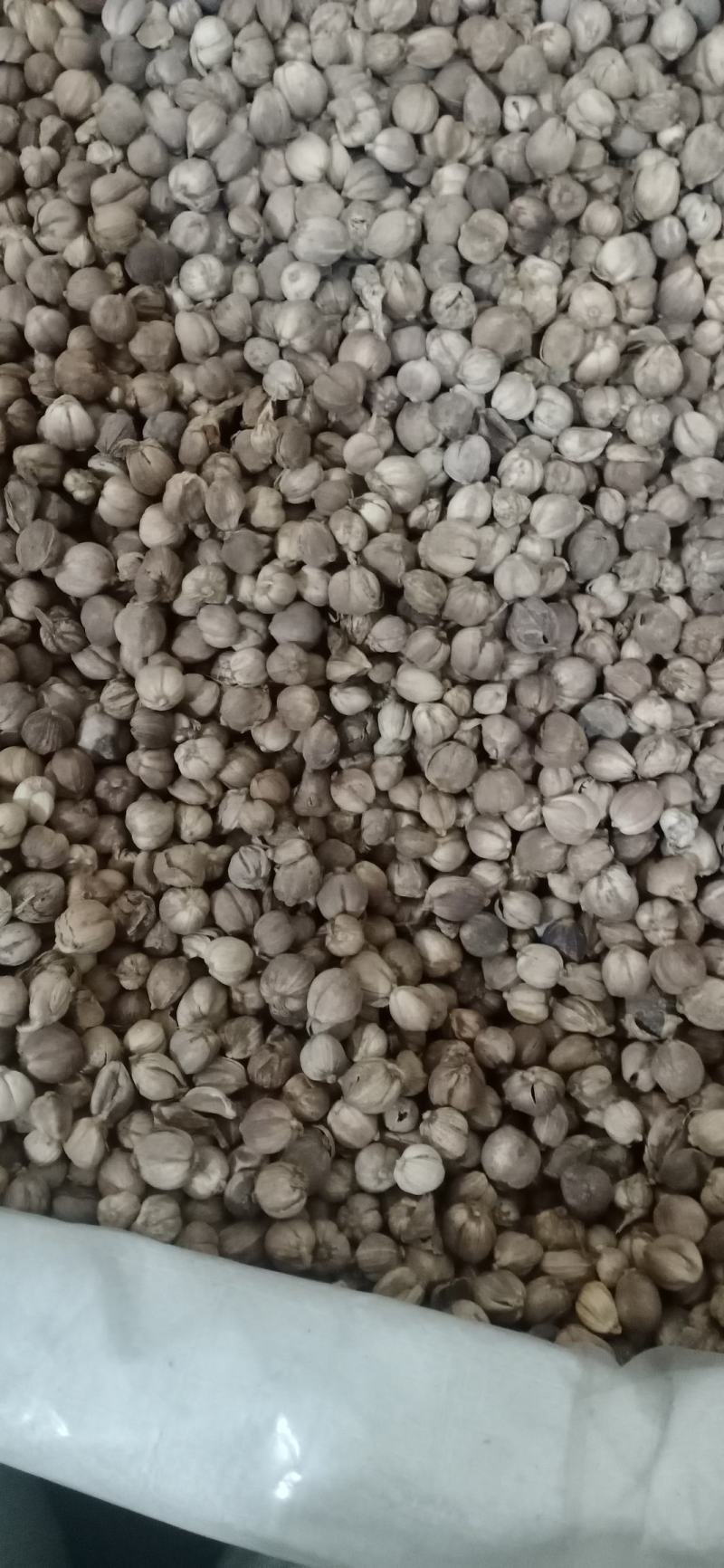 【白豆寇】.产地.中药材批发.质量保证规格齐全.