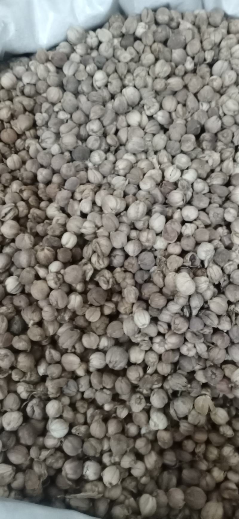 【白豆寇】.产地.中药材批发.质量保证规格齐全.