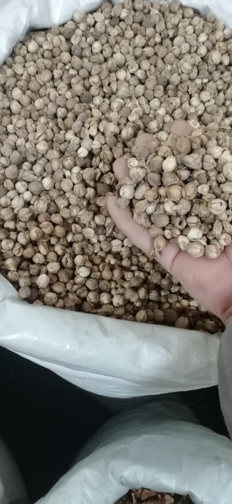 【白豆寇】.产地.中药材批发.质量保证规格齐全.