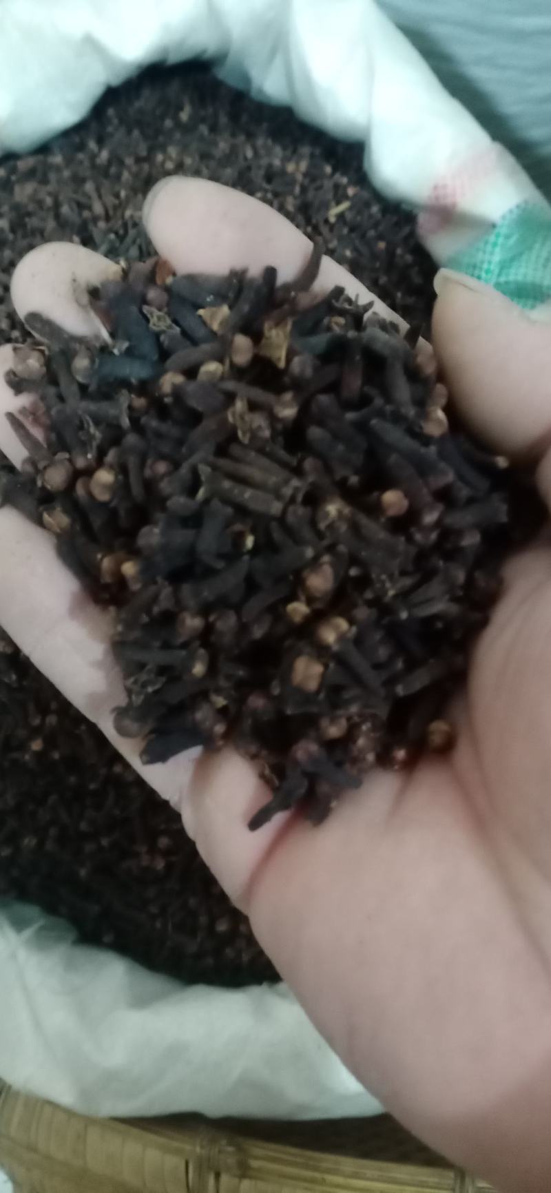 【丁香】产地广西保质保量.一手货源大货供应规格齐全量大优
