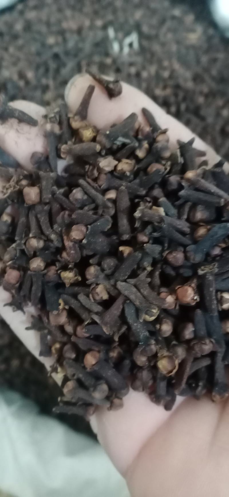 【丁香】产地广西保质保量.一手货源大货供应规格齐全量大优