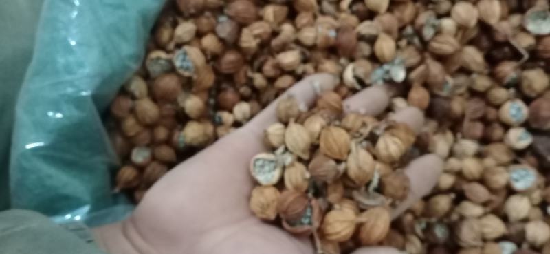 【香砂】产地货源充足量大优惠.中药材批发.质量保证。