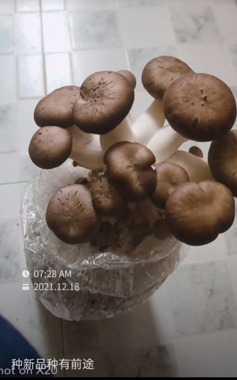 秀珍菇菌种，母种，原种，栽培种，出菇菌棒，保质量，提供技
