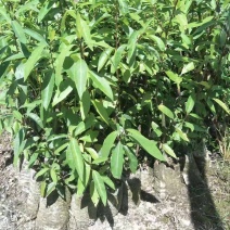 【山胡椒杯苗】山胡椒杯苗木姜子苗杯苗山苍杯苗十万苗