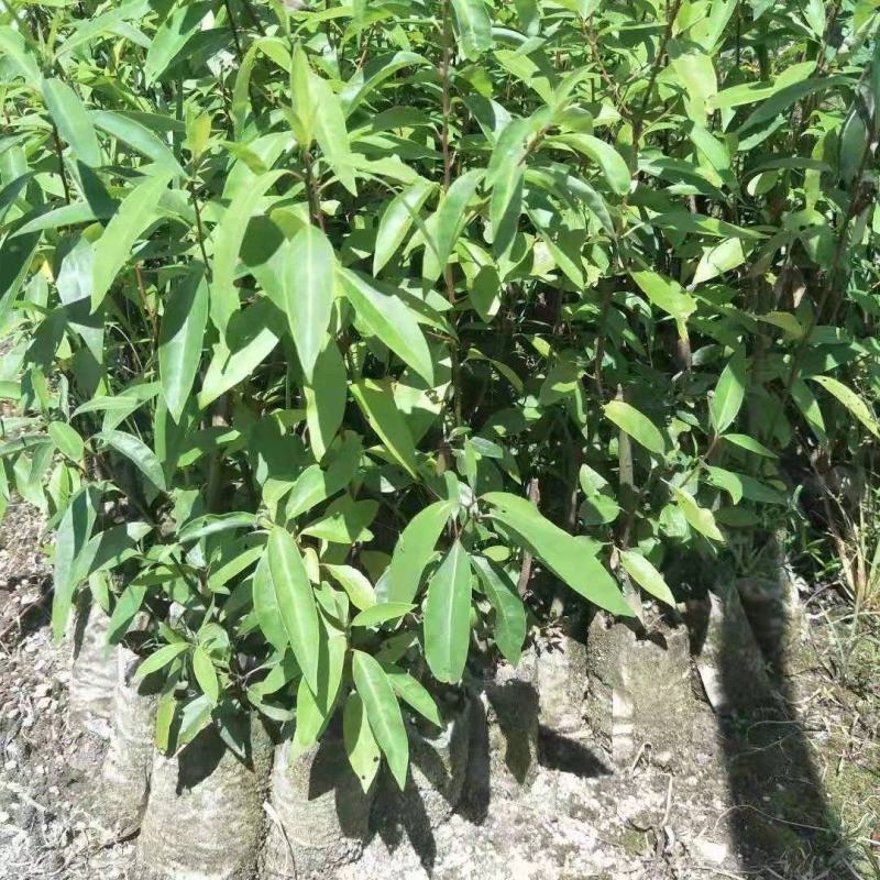 【山胡椒杯苗】山胡椒杯苗木姜子苗杯苗山苍杯苗十万苗
