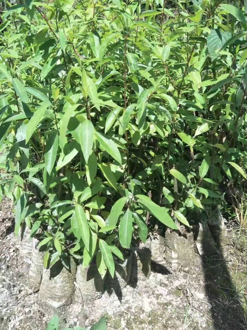 【山胡椒杯苗】山胡椒杯苗木姜子苗杯苗山苍杯苗十万苗