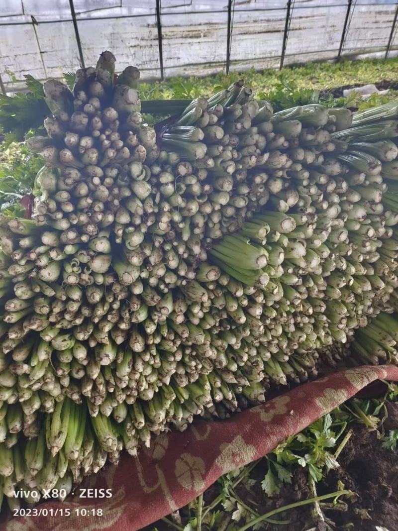 【芹菜】河南西芹小芹菜基地大量供应品质保证，口感好