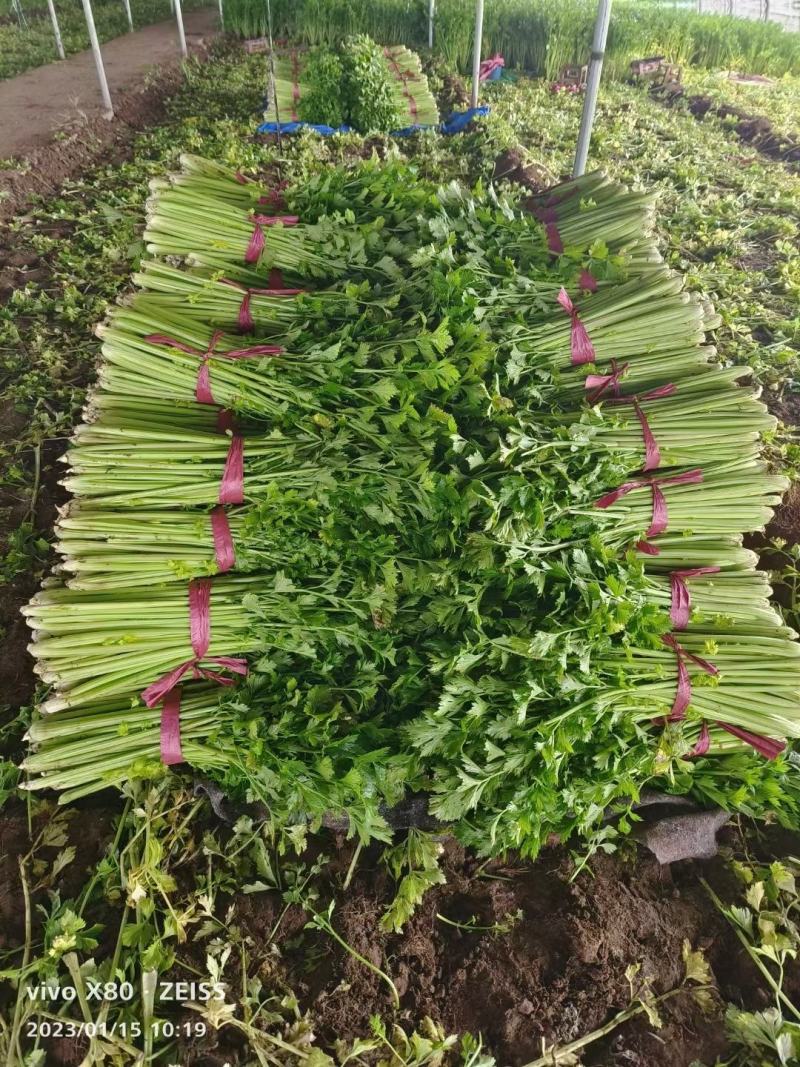 【芹菜】河南西芹小芹菜基地大量供应品质保证，口感好