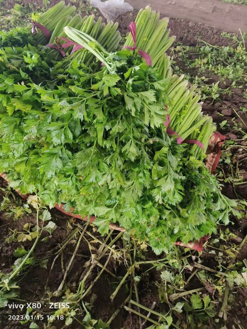 【芹菜】河南西芹小芹菜基地大量供应品质保证，口感好