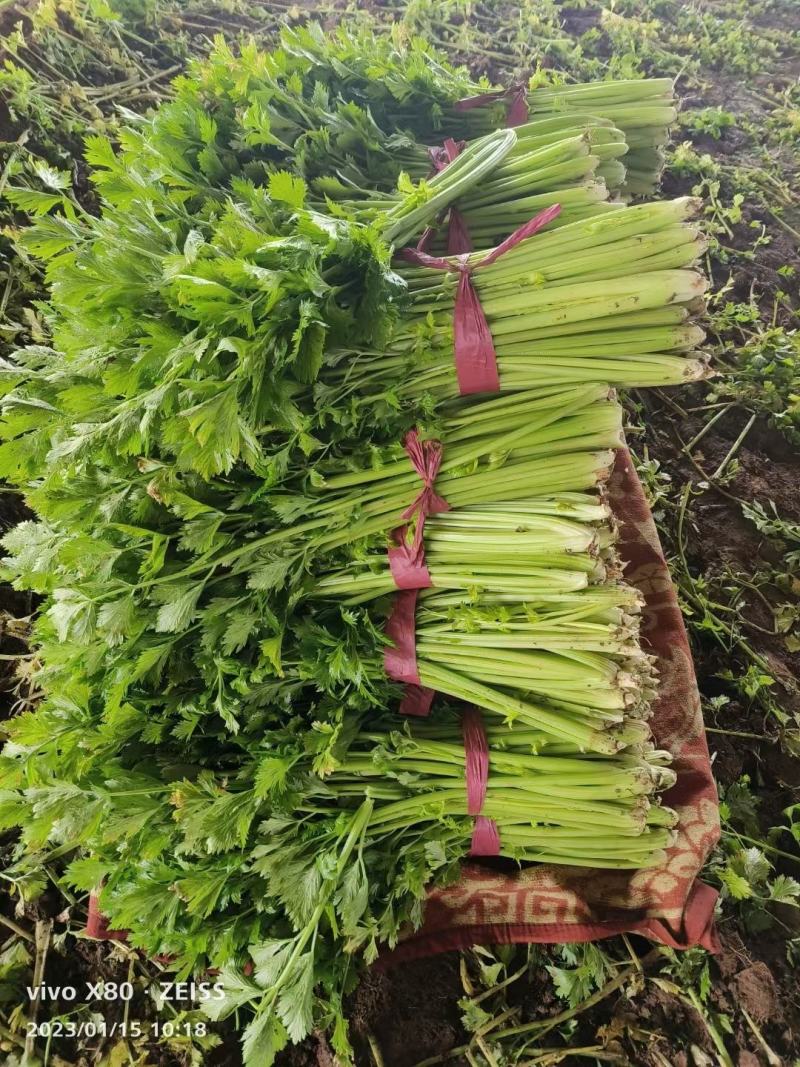 【芹菜】河南西芹小芹菜基地大量供应品质保证，口感好
