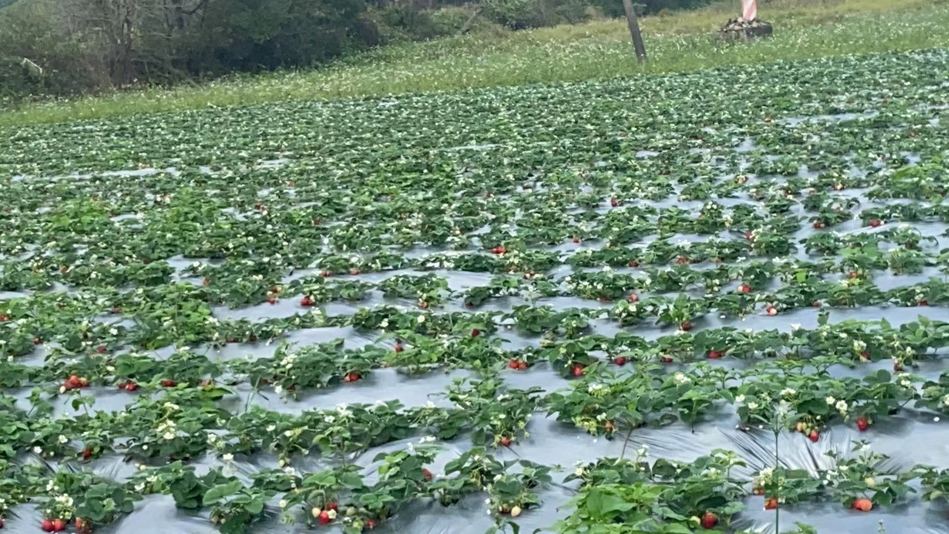 奶油草莓成熟后采摘现场,工人正在轻柔采摘果实 奶油草莓采摘现场