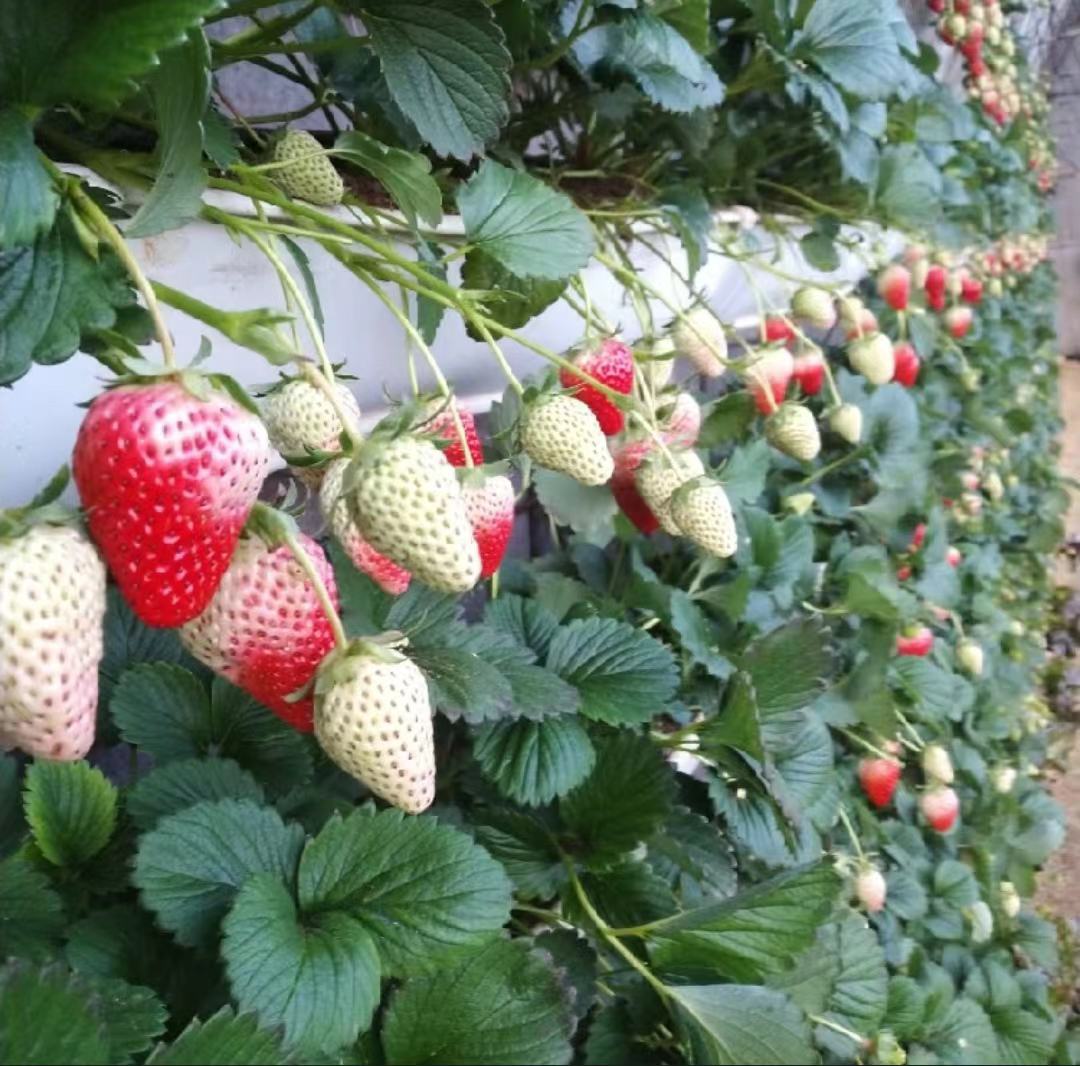 草莓花朵盛开,绿色果实开始膨大,蜜蜂正在采集花蜜 草莓开花结果期
